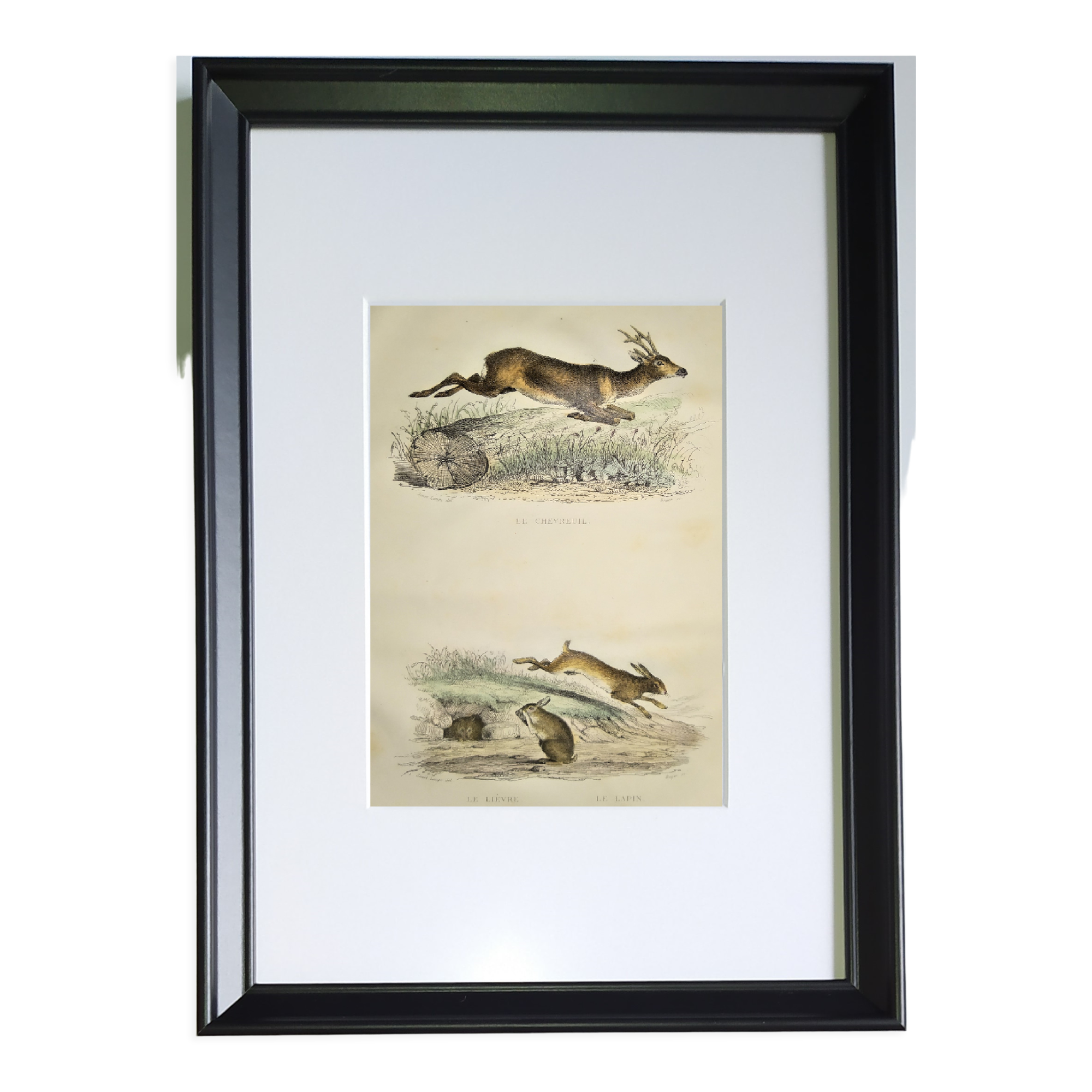 Original engraving from 1839, framed " Deer ,....,.... "