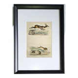 Original engraving from 1839, framed " Deer ,....,.... "