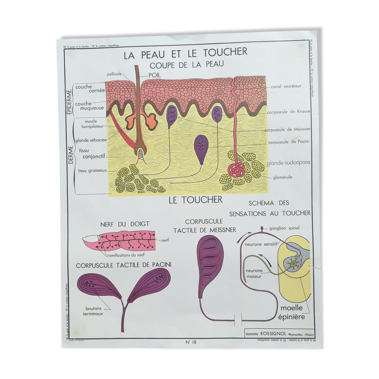 Rossignol school poster N18 the skin and touch / N17 the sympathetic system