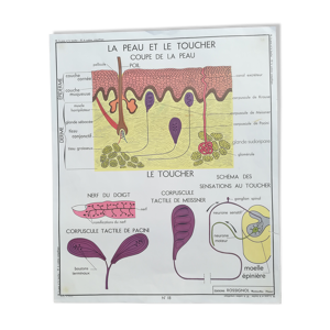 Affiche scolaire Rossignol - toucher