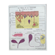 Rossignol school poster N18 the skin and touch / N17 the sympathetic system