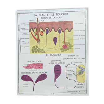 School poster Rossignol N18 skin and touch / N17 the sympathetic system