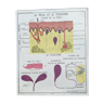 School poster Rossignol N18 skin and touch / N17 the sympathetic system