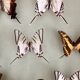 Vintage Naturalized Butterflies