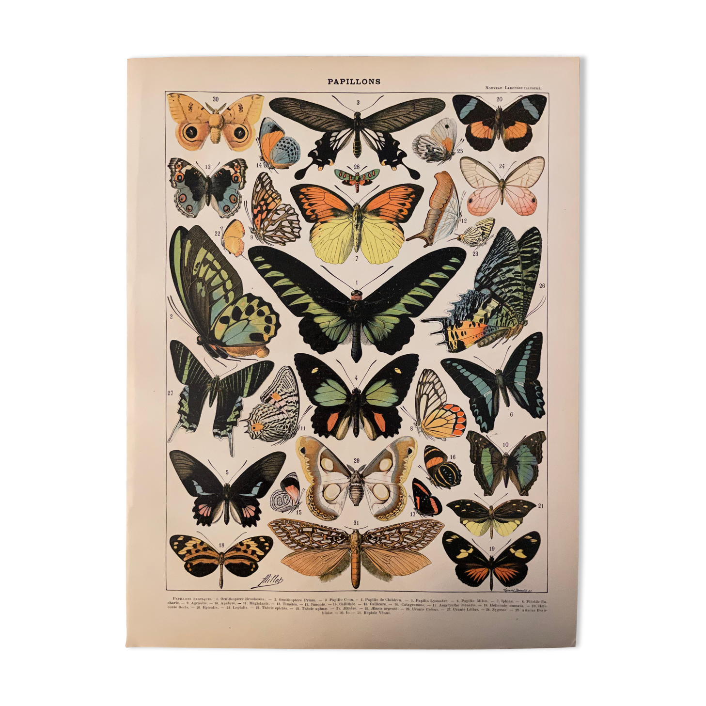 Lithograph engraving exotic butterflies from 1897