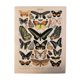 Lithograph engraving exotic butterflies from 1897