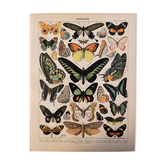 Lithograph engraving exotic butterflies from 1897