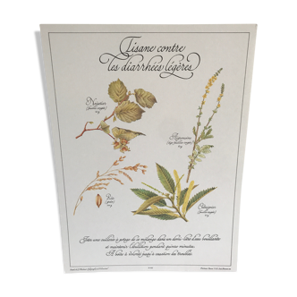 Botanical plank