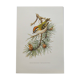 Planche ornithologique Années 60 - Roitelet Triple-Bandeau - Illustration oiseaux vintage