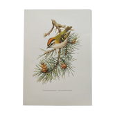Planche ornithologique Années 60 - Roitelet Triple-Bandeau - Illustration oiseaux vintage