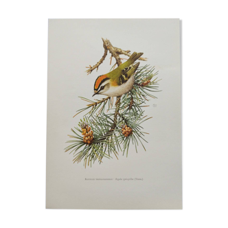 Planche ornithologique Années 60 - Roitelet Triple-Bandeau - Illustration oiseaux vintage