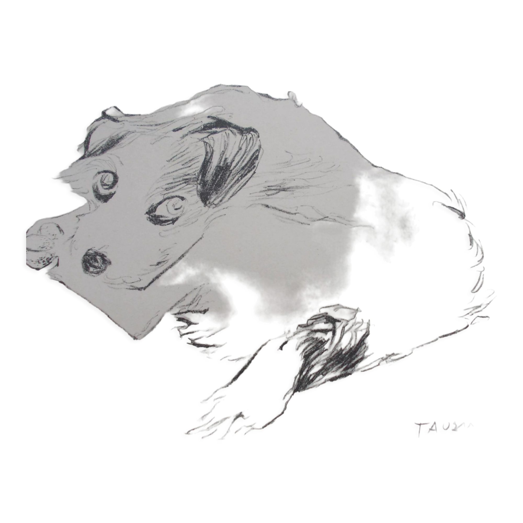 Drawing signed tauzin mario: regard chien au repos, black pencil original 1970s, charcoal