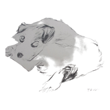 Drawing signed tauzin mario: regard chien au repos, black pencil original 1970s, charcoal