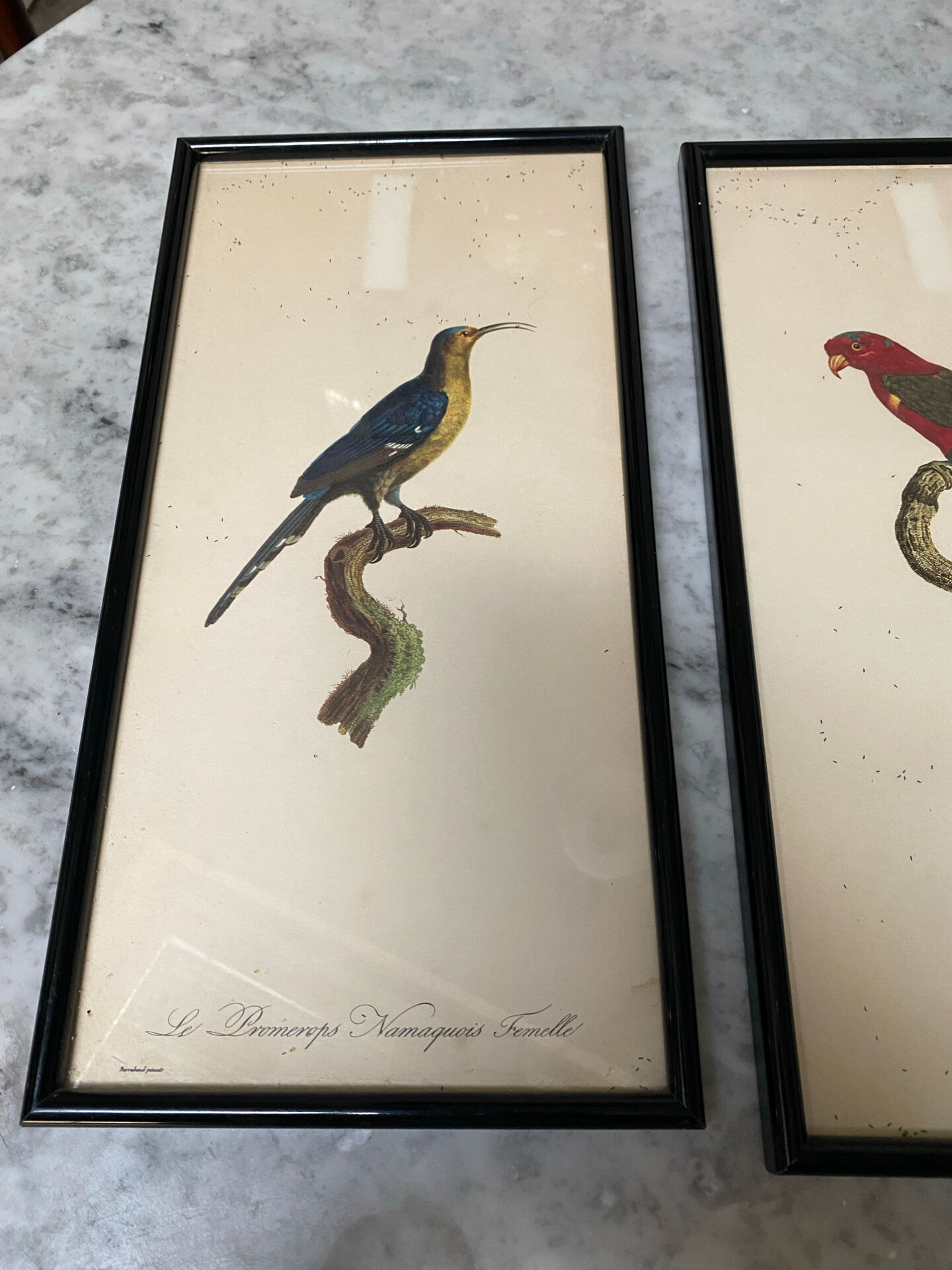 Vintage bird lithographs