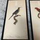 Vintage bird lithographs