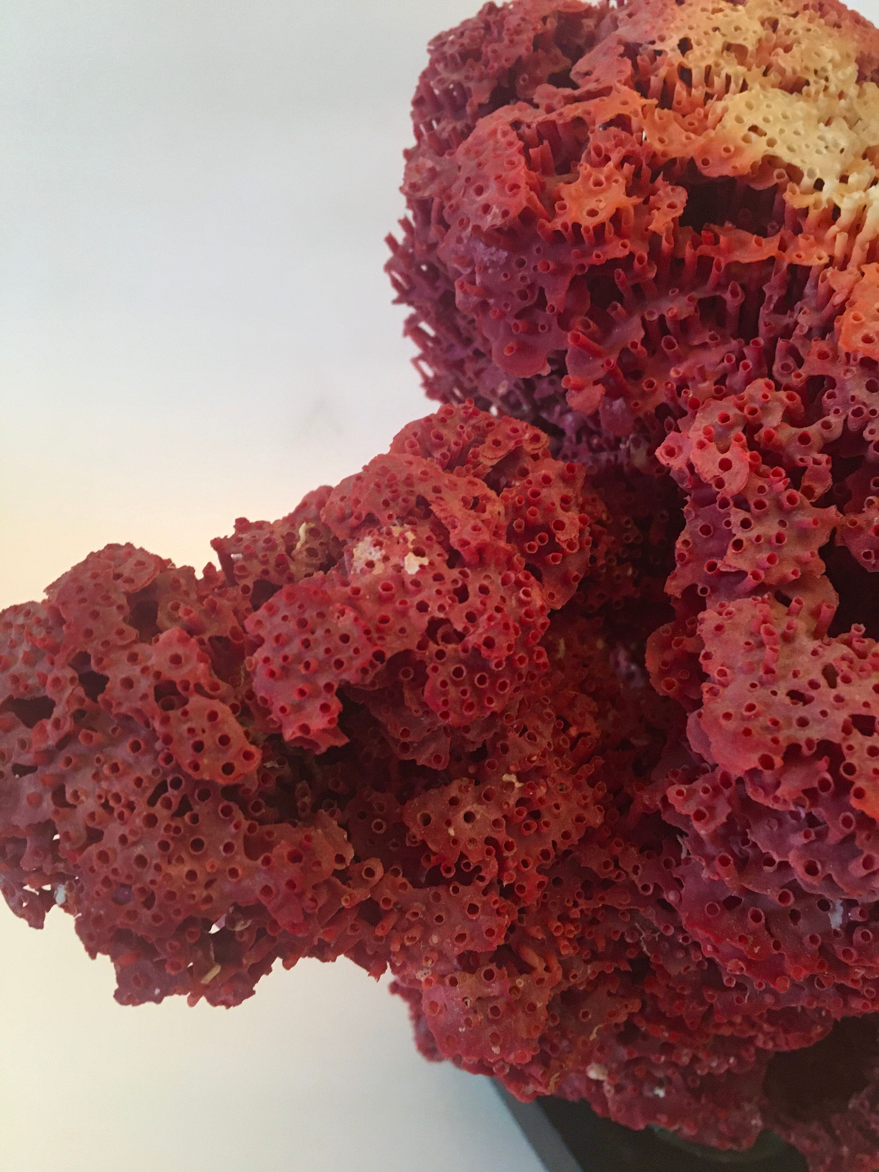 Corail rouge Tubipora Musica, années 70