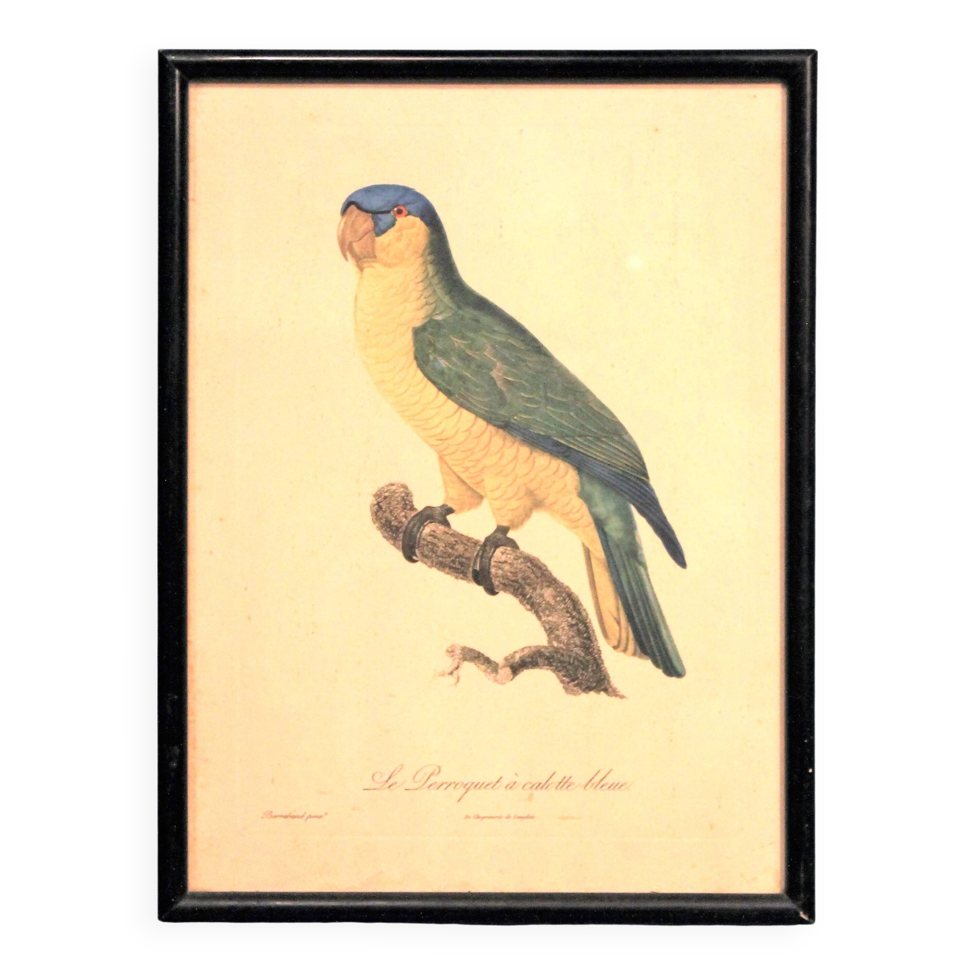 Engraving "Parrot" late 19th century