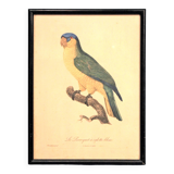 Gravure "Perroquet" fin XIXème