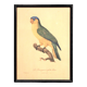 Engraving "Parrot" late 19th century