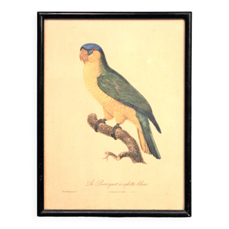 Gravure "Perroquet" fin XIXème