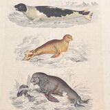 Poster (lithograph) seal and sea calf