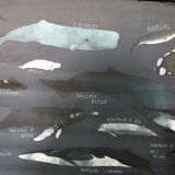 Marine animals poster