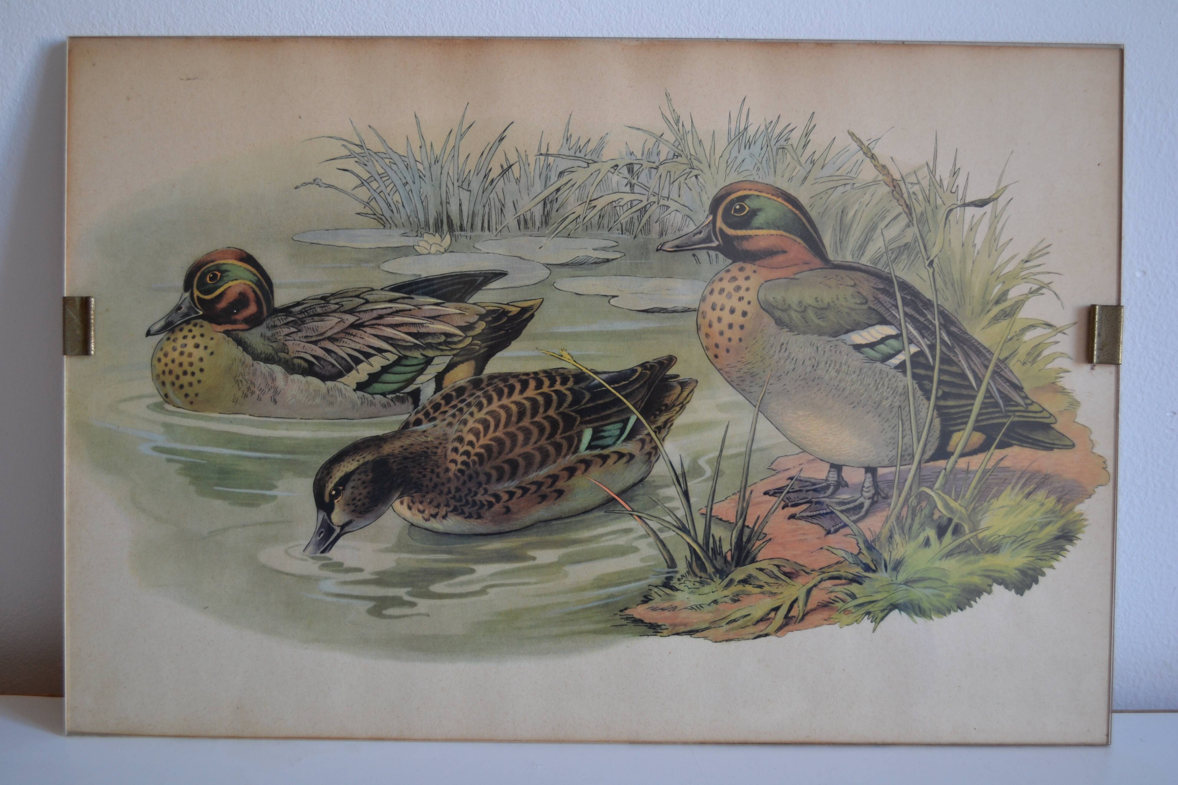 Vintage animal print ducks