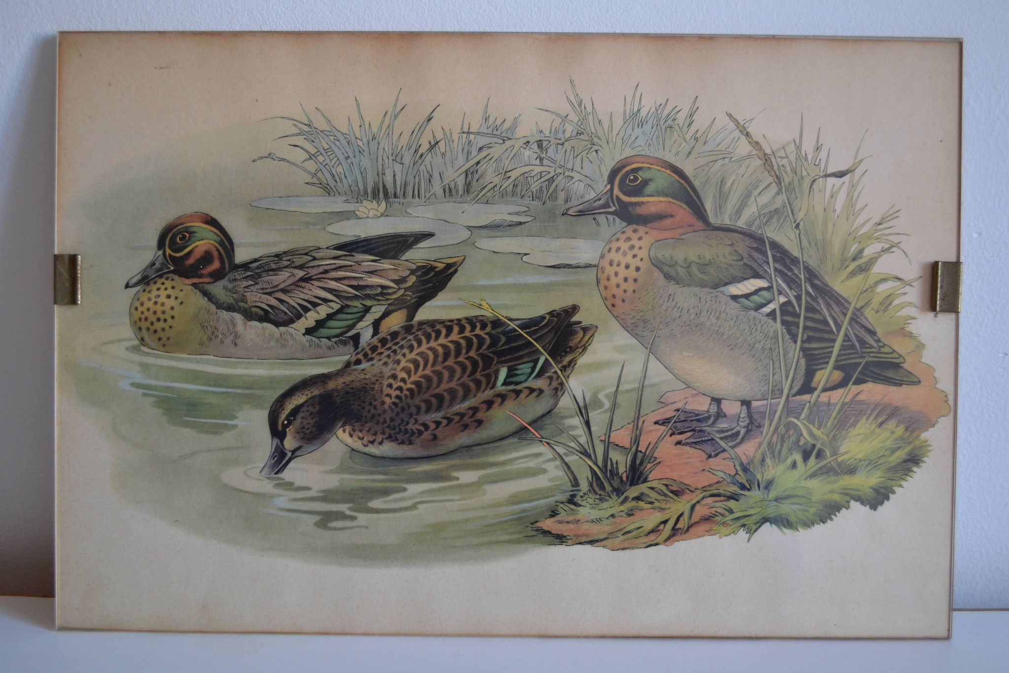 Estampe animalière vintage canards
