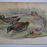 Vintage animal print ducks