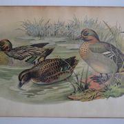 Estampe animalière vintage canards