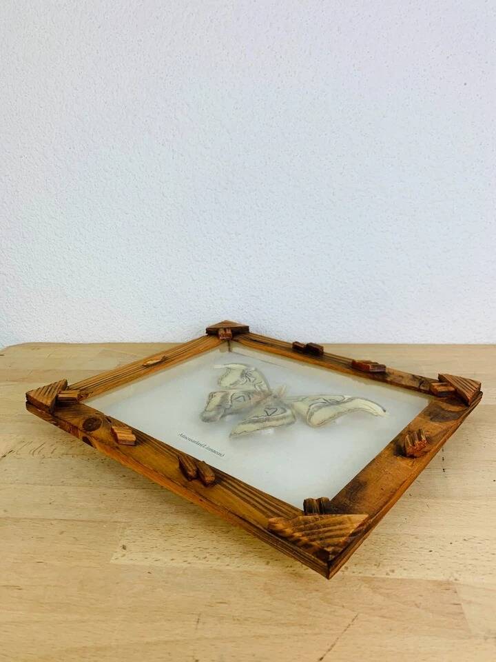 Framed taxidermy butterfly Attacus Atlas, vintage