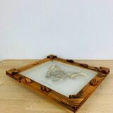 Framed taxidermy butterfly Attacus Atlas, vintage