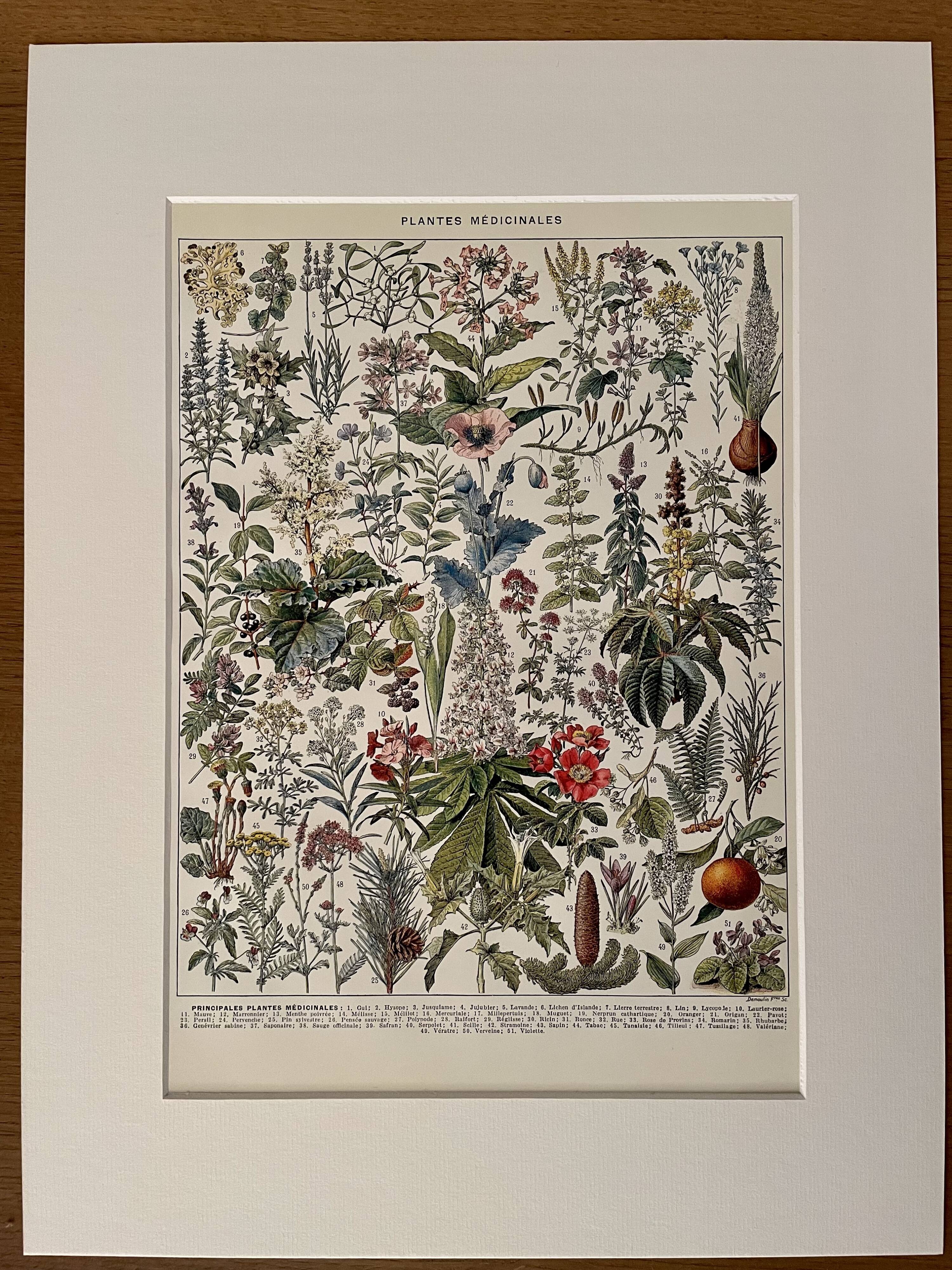 Lithograph on medicinal plants (mistletoe) - 1930