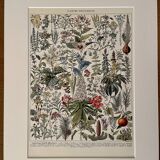 Lithograph on medicinal plants (mistletoe) - 1930