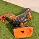 Ceramic sculpture of a rooster from Bavent, glazed terracotta, 1960.