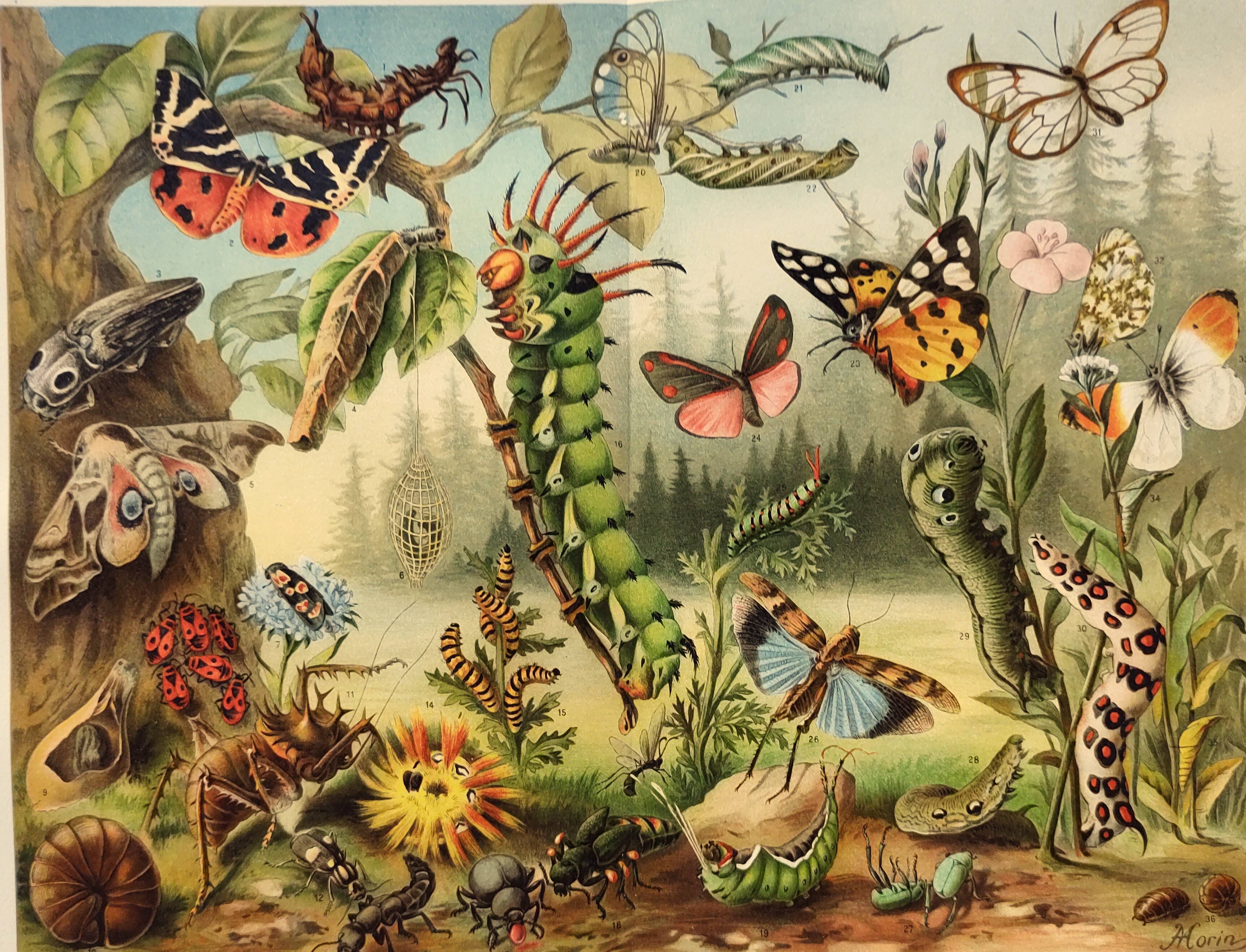 Zoological engraving from 1909 - Butterflies and insects - Old German print