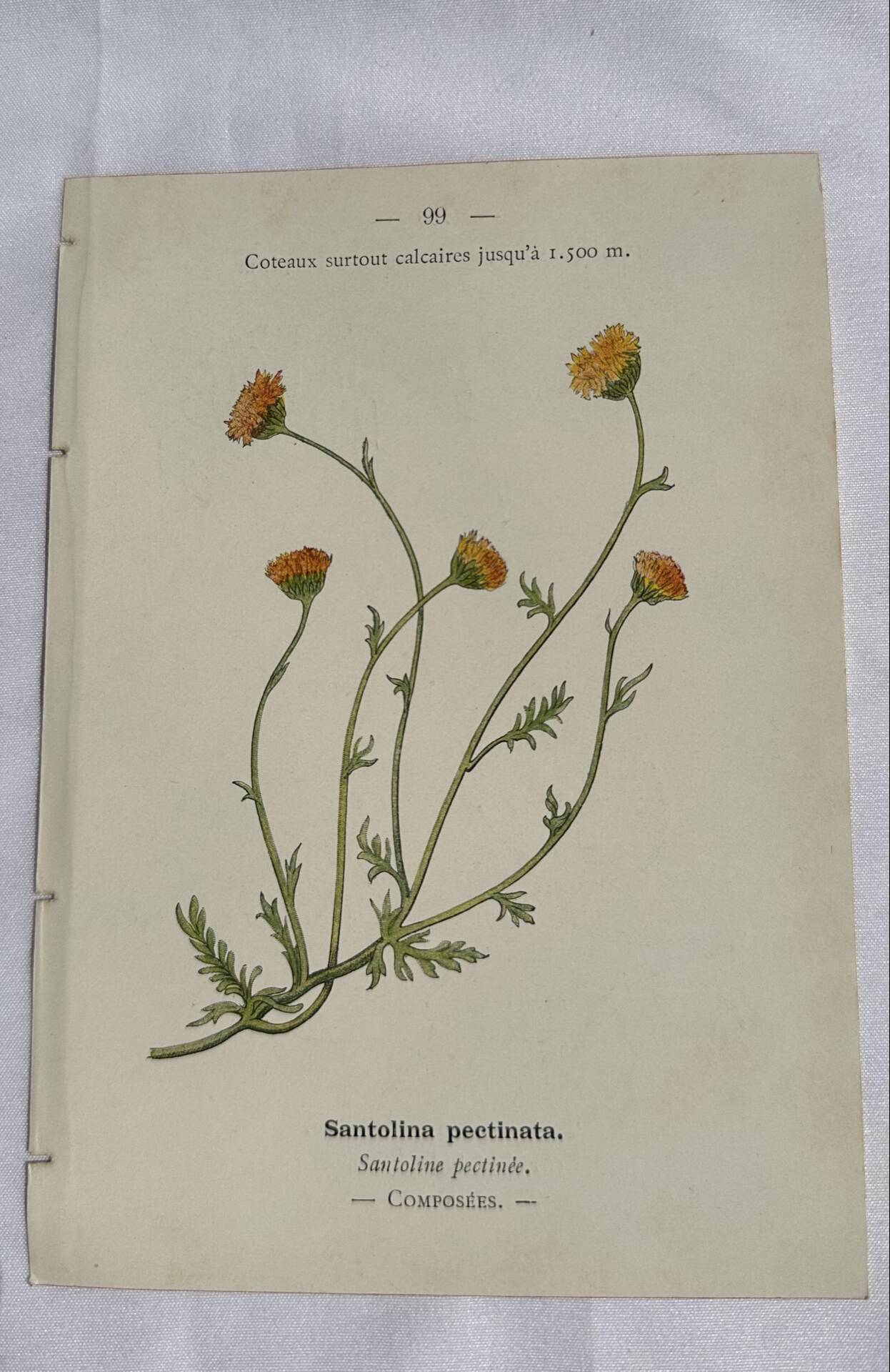 Gravure Botanique Ancienne XIXe – Lithographies Naturalistes  Fleurs &