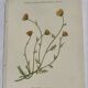 Gravure Botanique Ancienne XIXe – Lithographies Naturalistes  Fleurs &