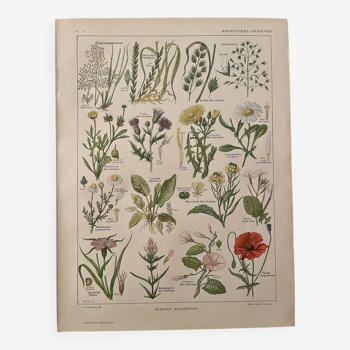 Lithographie plantes adventices mauvaises herbes - 1920