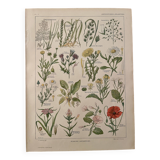 Lithograph weeds weeds - 1920