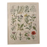 Lithograph weeds weeds - 1920