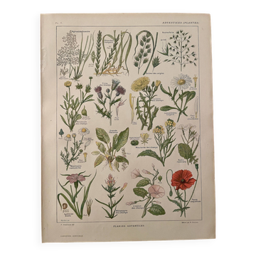 Lithographie plantes adventices mauvaises herbes - 1920