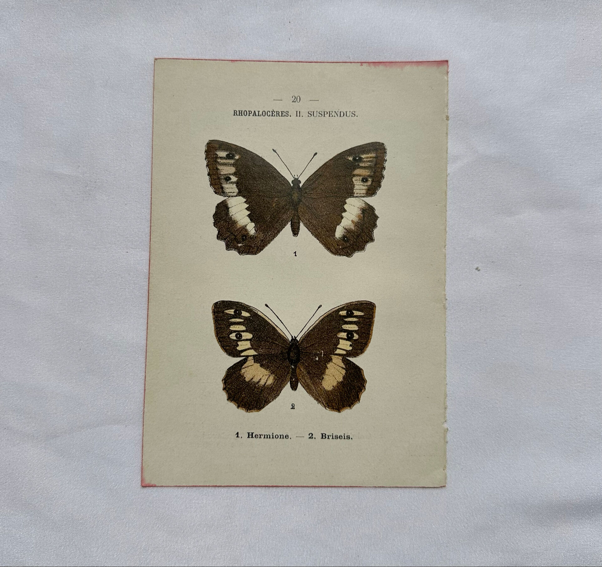 Botanical engraving double-sided butterflies naturalist plate etching