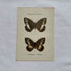 Botanical engraving double-sided butterflies naturalist plate etching