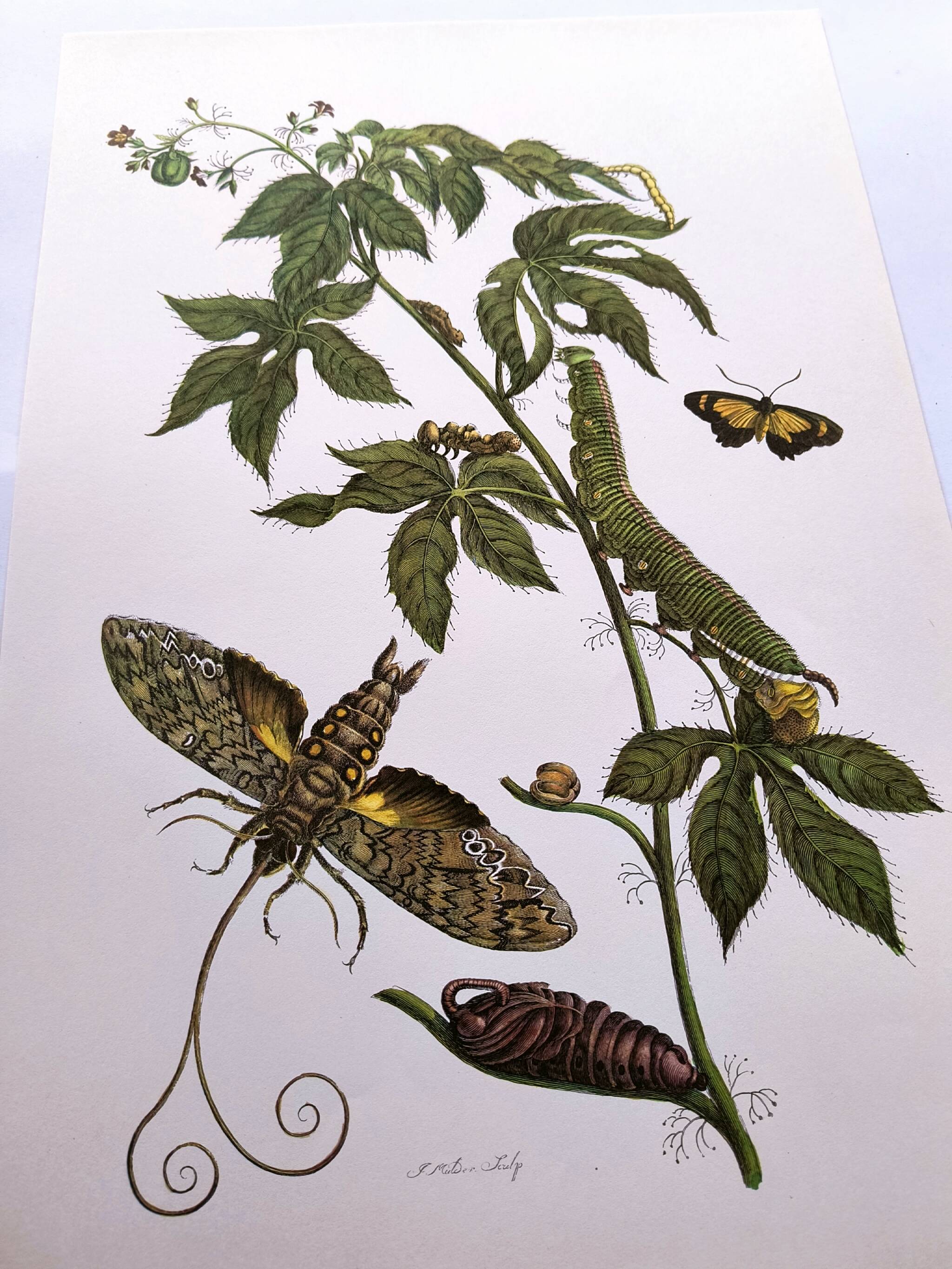 Vintage Illustration - Tropical Sphinx and Exotic Plant - by Merian