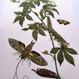 Vintage Illustration - Tropical Sphinx and Exotic Plant - by Merian