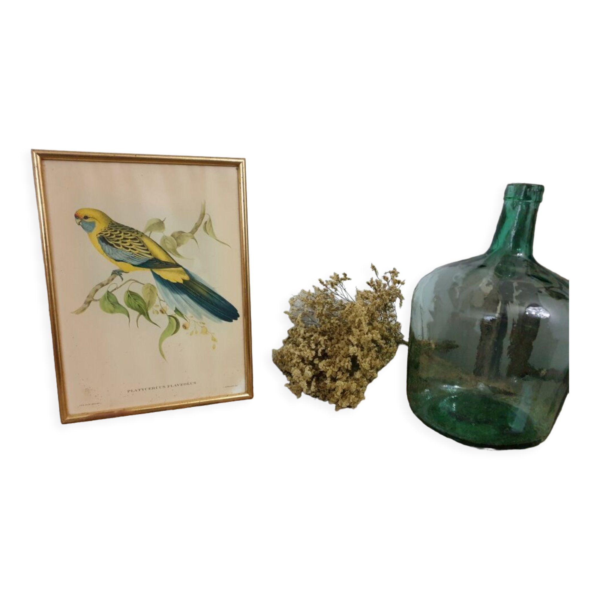 Table Bird illustration - Parakeet Flaveolus