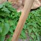 Antique stool in raw wood