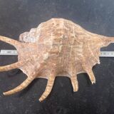Very large exotic collector's shell