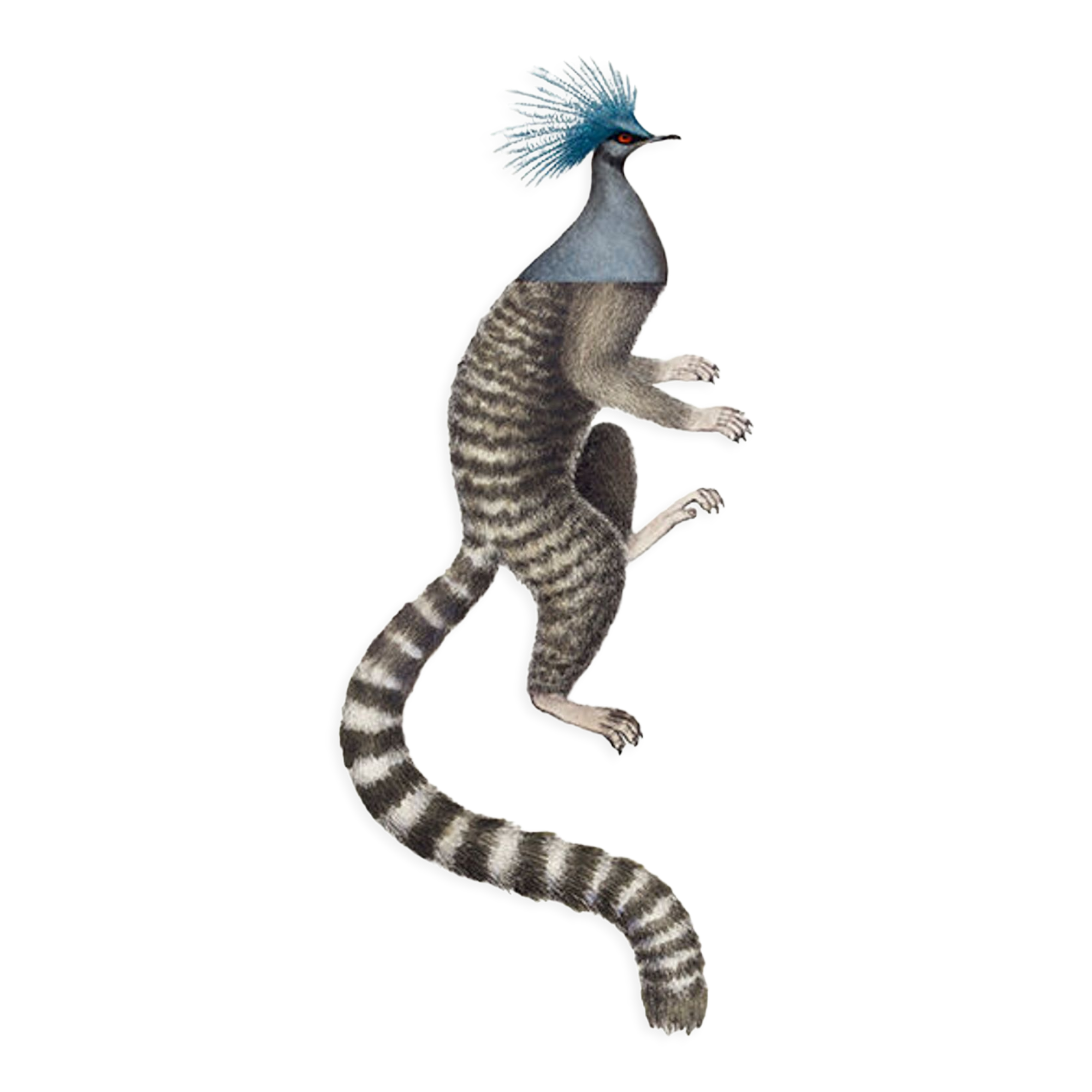 Chimera lithograph engraving animal - the marmoset